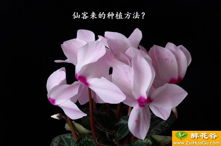 仙客来的种植方法？