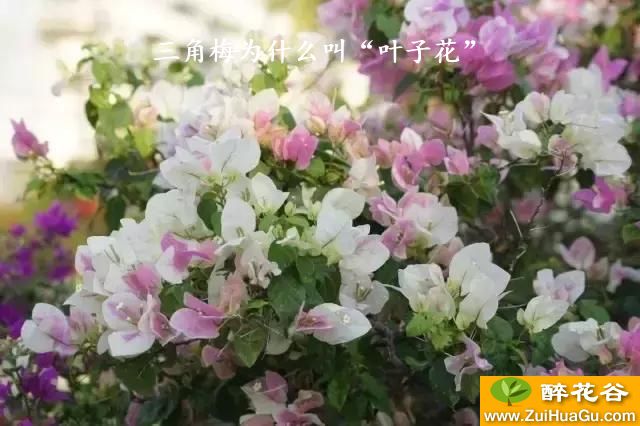 三角梅为什么叫“叶子花”