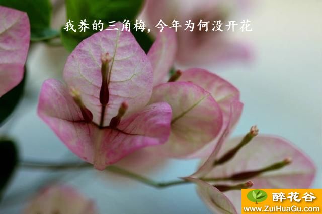 我养的三角梅,今年为何没开花