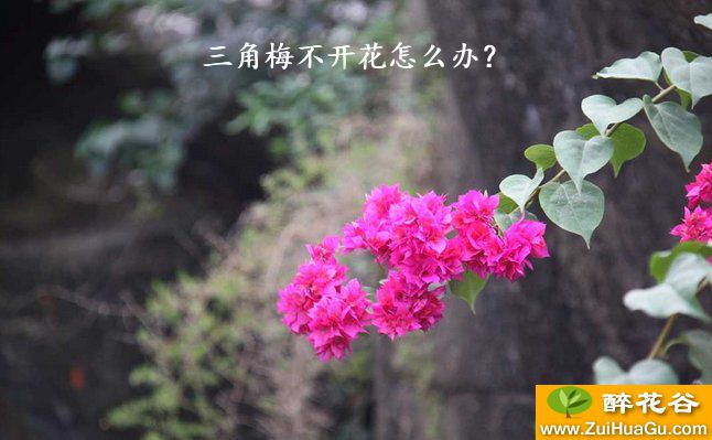 三角梅不开花怎么办？