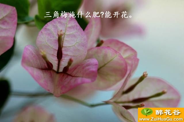 三角梅施什么肥?能开花。