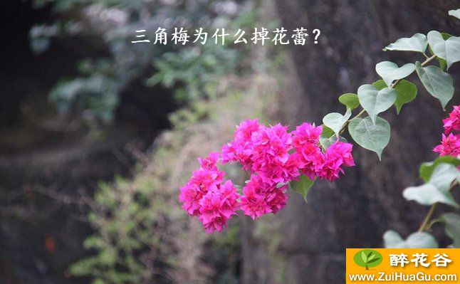 三角梅为什么掉花蕾？