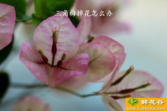 三角梅掉花怎么办