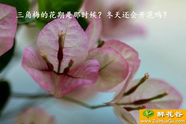 三角梅的花期是那时候？冬天还会开花吗？