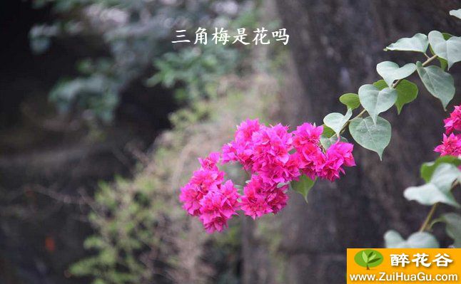 三角梅是花吗