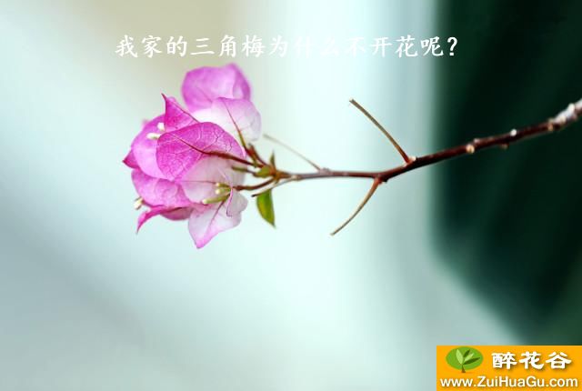 我家的三角梅为什么不开花呢？