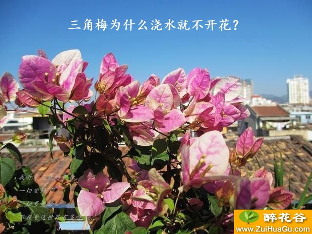 三角梅为什么浇水就不开花?