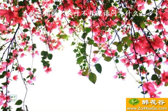 我的三角梅只长叶不开花请问为什么?