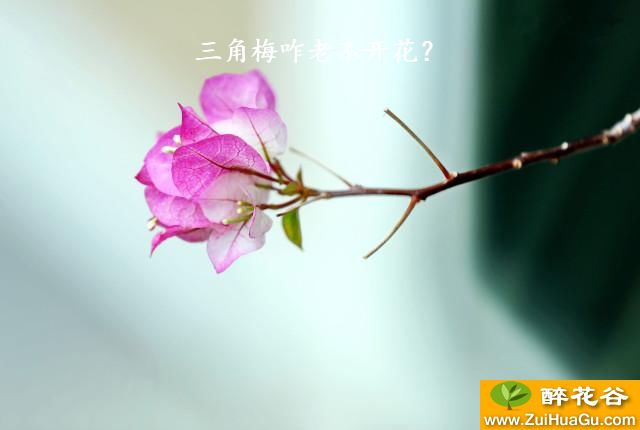 三角梅咋老不开花?
