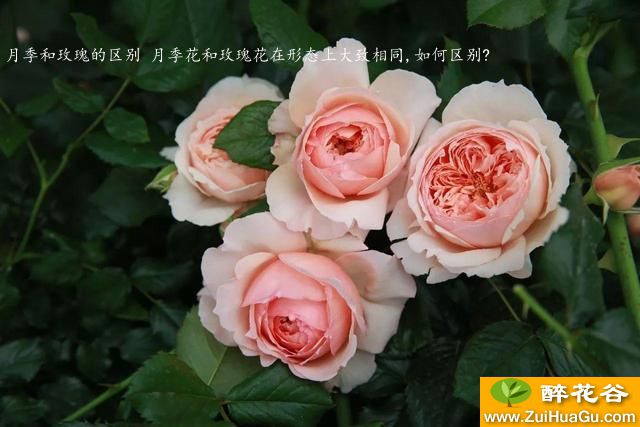 月季和玫瑰的区别 月季花和玫瑰花在形态上大致相同,如何区别?