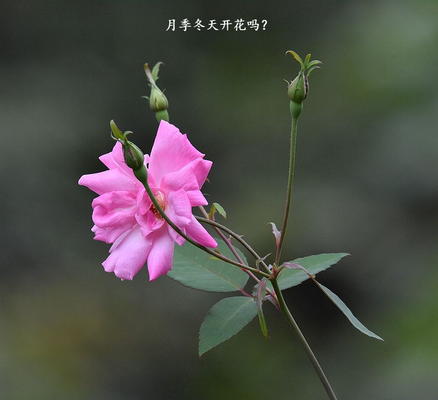 月季冬天开花吗？