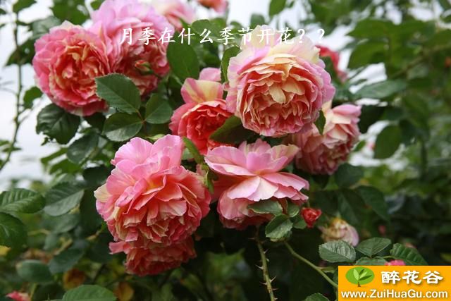 月季在什么季节开花？？