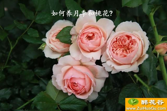 如何养月季和桃花?