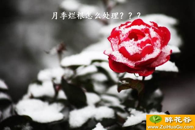 月季烂根怎么处理？？？