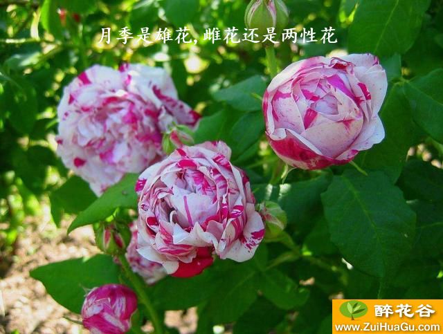 月季是雄花,雌花还是两性花