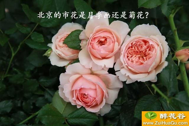北京的市花是月季画还是菊花？