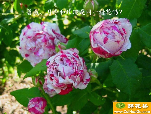 蔷薇、月季和玫瑰是同一种花吗？