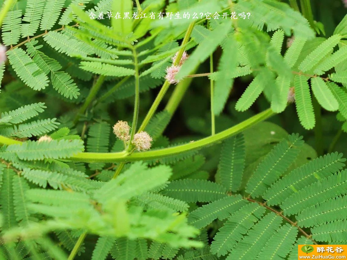 含羞草在黑龙江省有野生的么?它会开花吗?
