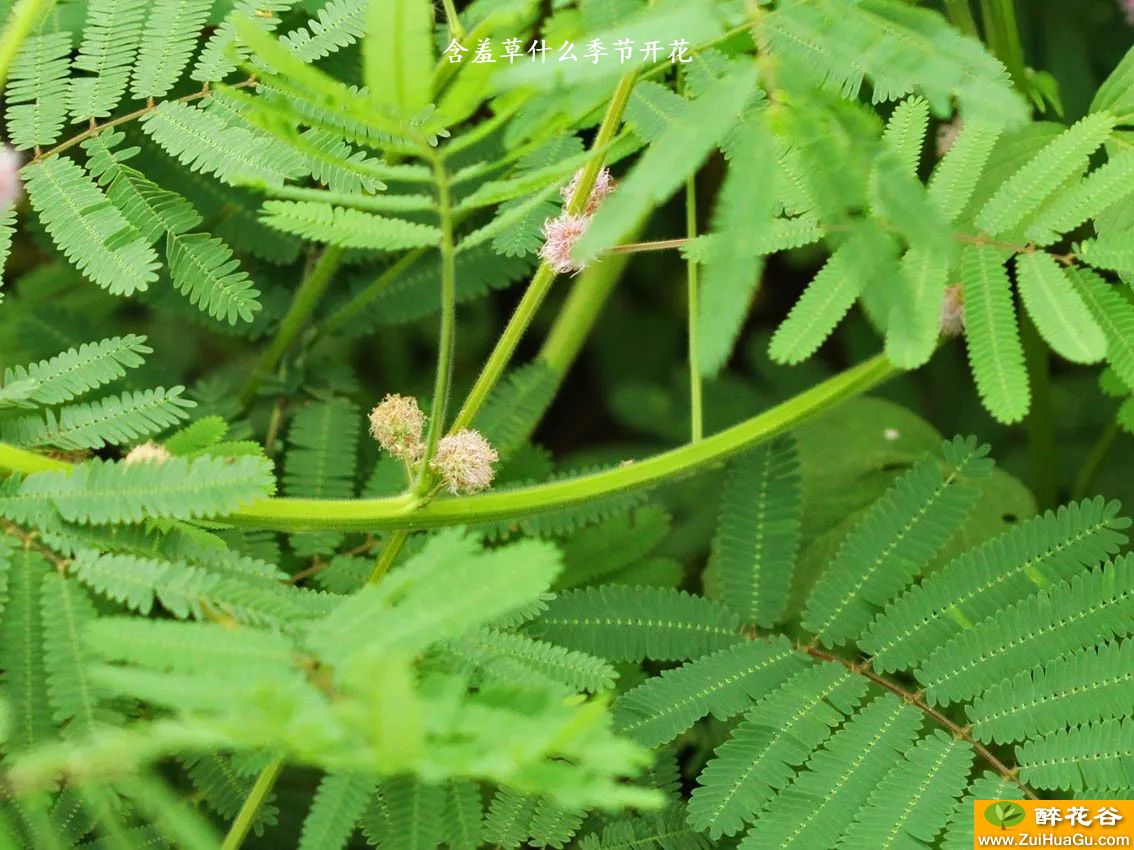 含羞草什么季节开花