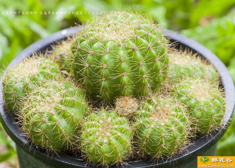 含羞草对于在植物学 含羞草在植物学中到底在了什么位置?它对生物学...