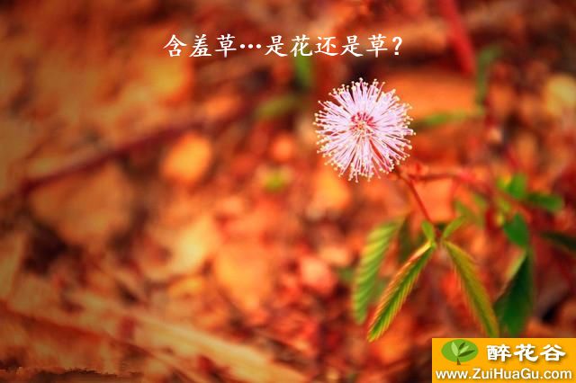 含羞草…是花还是草？