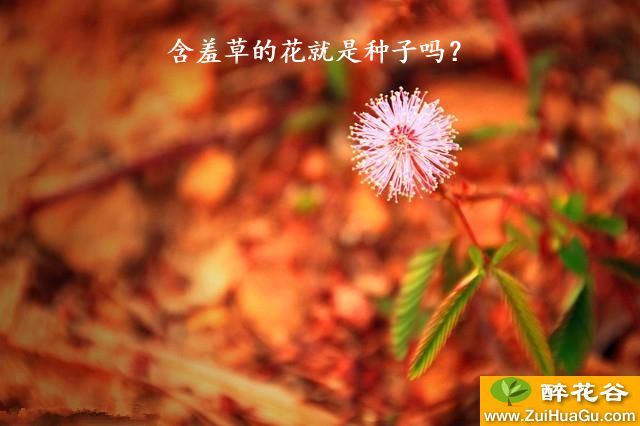 含羞草的花就是种子吗？