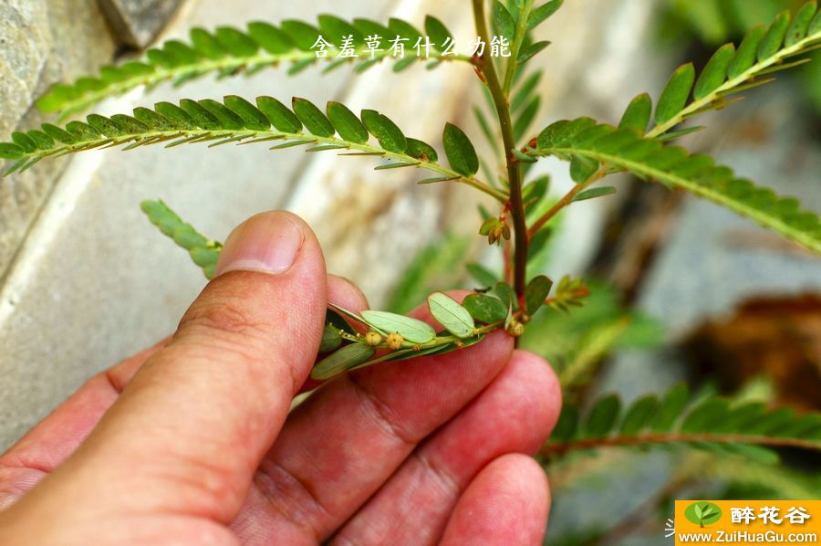 含羞草有什么功能