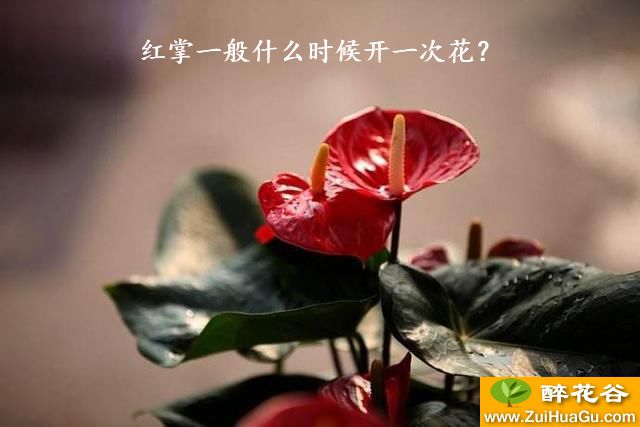 红掌一般什么时候开一次花？