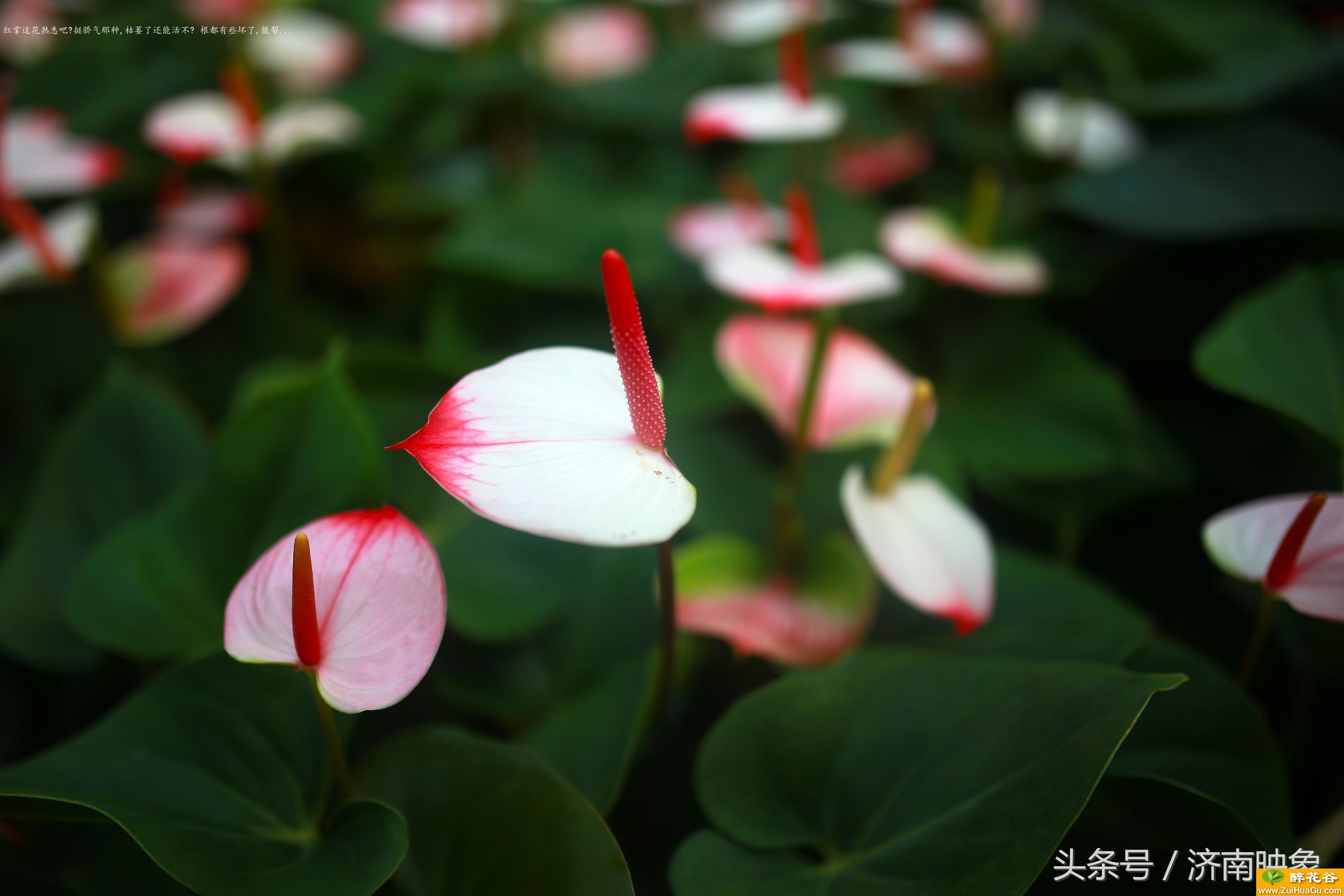 红掌这花熟悉吧?挺骄气那种,枯萎了还能活不? 根都有些坏了,能帮...