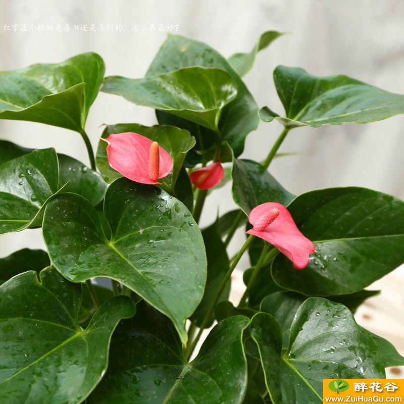 红掌这个植物是喜阳还是喜阴的，怎么养最好？