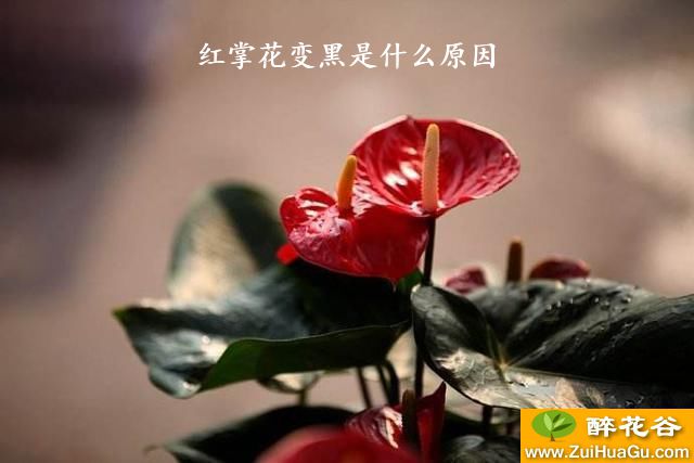 红掌花变黑是什么原因