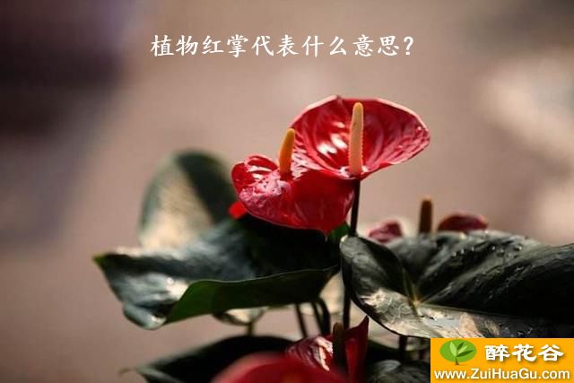 植物红掌代表什么意思？