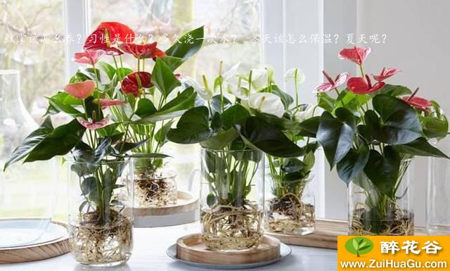 红掌该怎么养?习性是什么?多久浇一次水? 冬天该怎么保温?夏天呢?