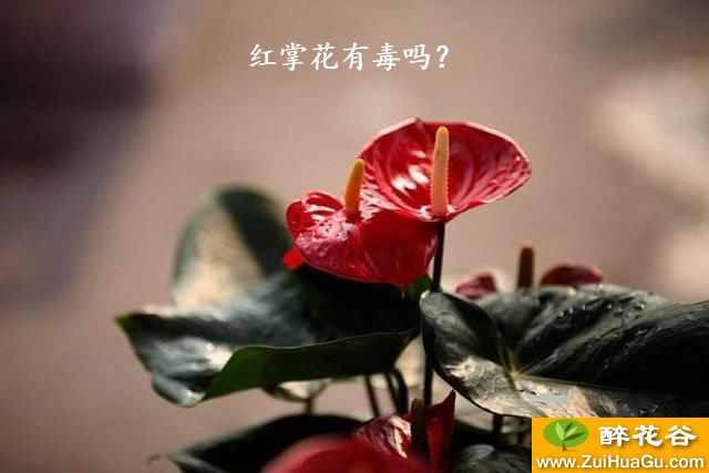 红掌花有毒吗？