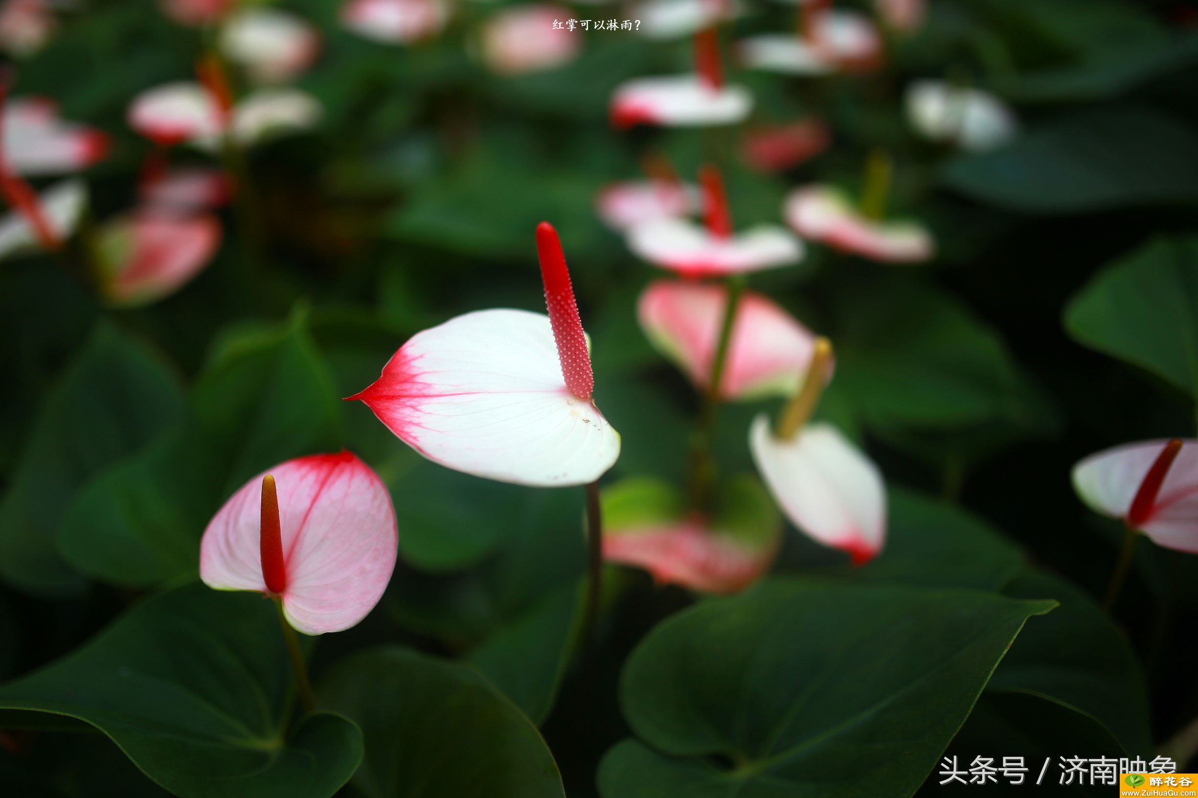 红掌可以淋雨？