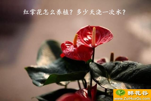 红掌花怎么养植？多少天浇一次水？