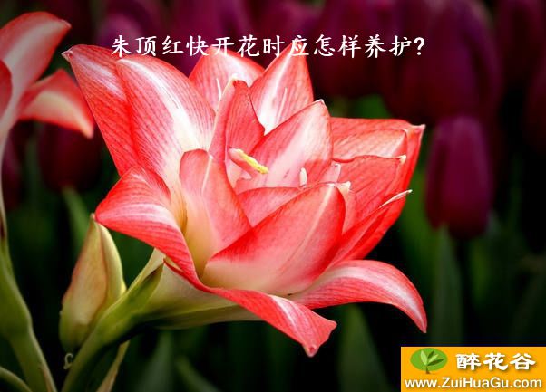 朱顶红快开花时应怎样养护?