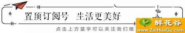 朱顶红和风信子种球的区别是什么? 朱顶红和风信子种球的区别是什么...