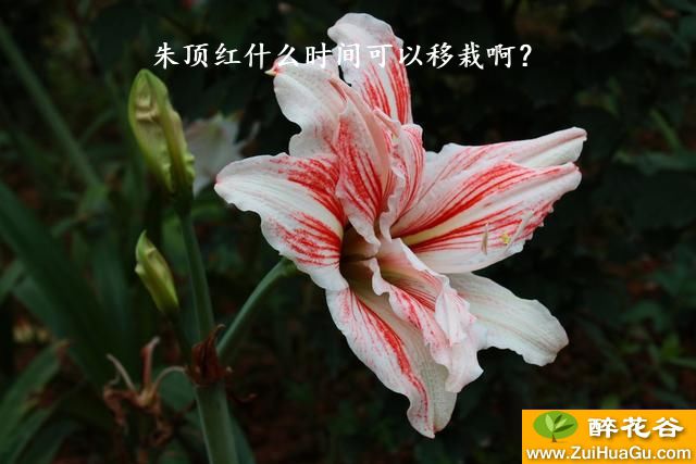 朱顶红什么时间可以移栽啊?
