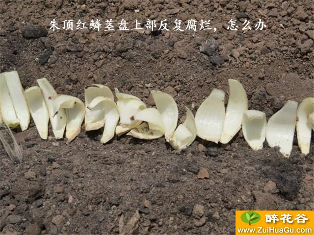朱顶红鳞茎盘上部反复腐烂,怎么办