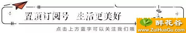 朱顶红种子泡水已经出芽了,请问用什么土种