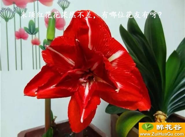 朱顶红花花果然不差,有哪位花友有呀?