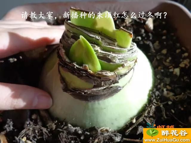 请教大家,新播种的朱顶红怎么过冬啊?