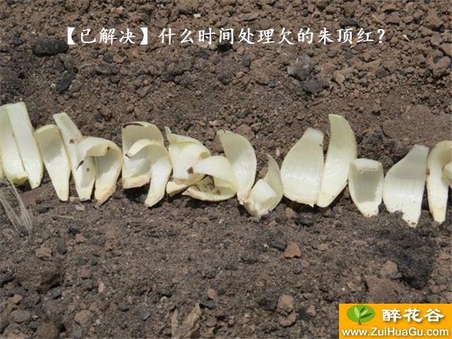 【已解决】什么时间处理欠的朱顶红？