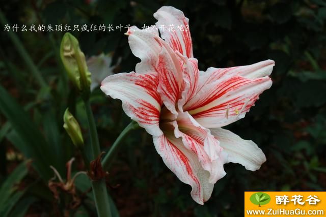 为什么我的朱顶红只疯狂的长叶子,却不开花呢?