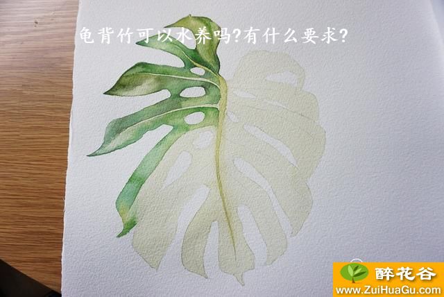 龟背竹可以水养吗?有什么要求?