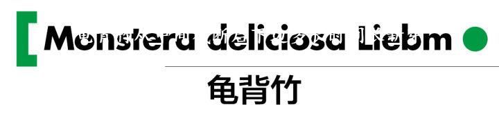 龟背竹从中间截断后下边多长时间长新芽