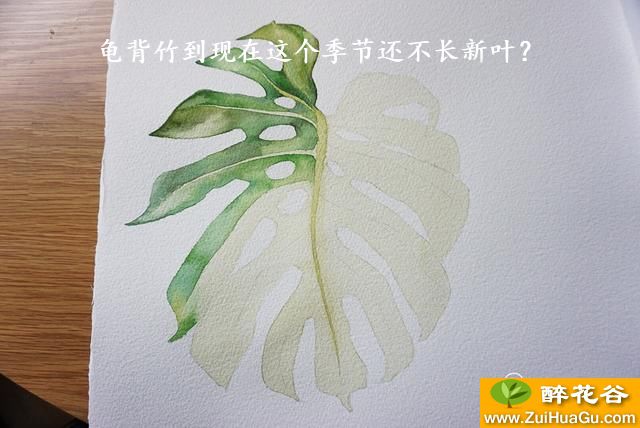 龟背竹到现在这个季节还不长新叶？