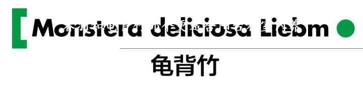 春羽和龟背竹那个更适合阳台和室内养