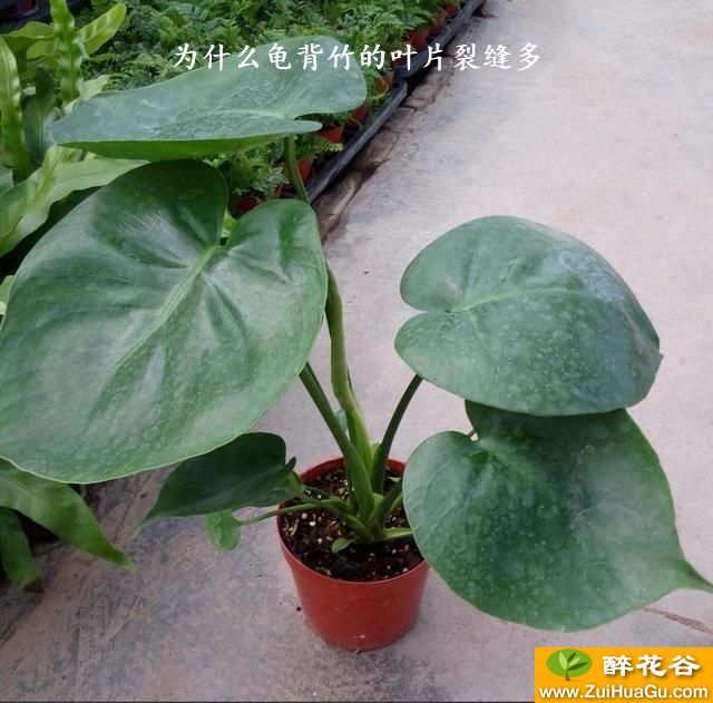 为什么龟背竹的叶片裂缝多